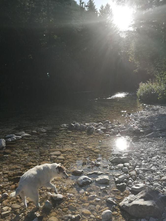 Apartmaji Volf Zgornje Gorje Zewnętrze zdjęcie